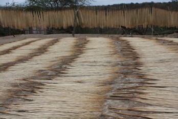 séchage de la paille